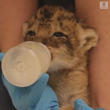 VIDEO: Lion cub born at Santa Barbara Zoo