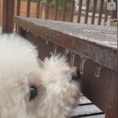 VIDEO: Cute pooch enjoys crunchy icicle treat