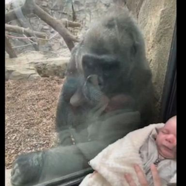 VIDEO: Gorilla shares tender moment with human mom and baby