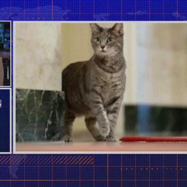 VIDEO: By the Numbers: Bidens introduce new cat Willow