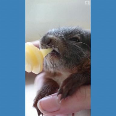 VIDEO: Shelter rescues parched animals as heat wave hits France