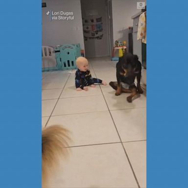 VIDEO: Paralyzed dog shows toddler how to crawl