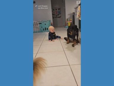 WATCH: Paralyzed dog shows toddler how to crawl