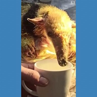 VIDEO: Firefighters rescue anteater injured in wildfire