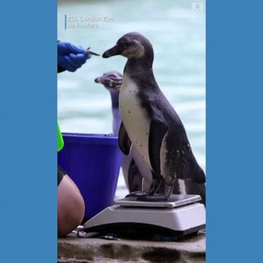 VIDEO: London Zoo animals get measured at annual weigh-in