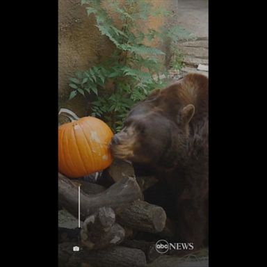 VIDEO: Animals snack on pumpkins at zoo