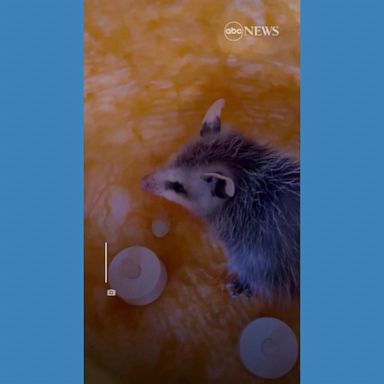 VIDEO: Family finds opossum inside jack-o'-lantern