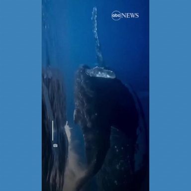 VIDEO: Divers encounter whale and calf in the Maldives