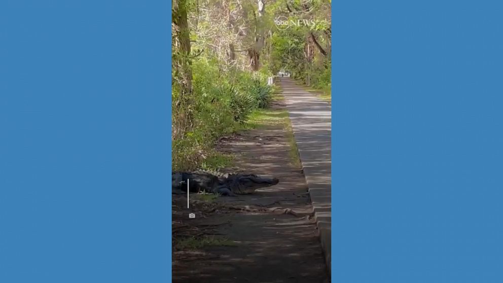 Video Alligator Takes Its Time Crossing The Road Abc News