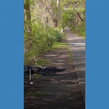 VIDEO: Alligator takes its time crossing the road