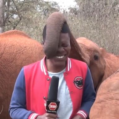 VIDEO: Baby elephant interrupts reporter's piece to camera