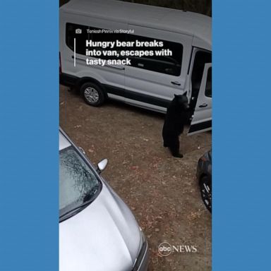 VIDEO: Hungry bear breaks into van and escapes with tasty snacks