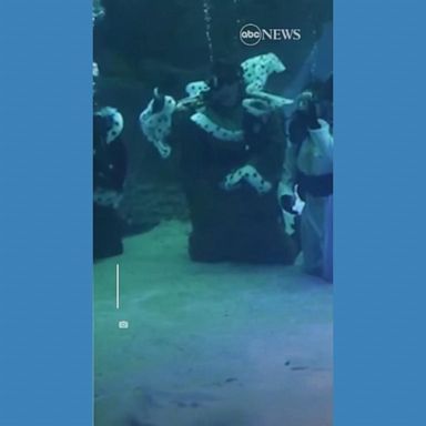 VIDEO: Aquarium installs nativity scene in shark tank