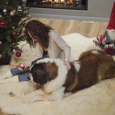 VIDEO: How to keep your pet safe around the holidays