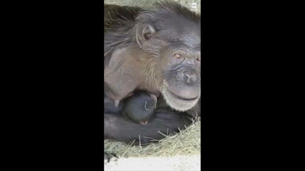 Video Baby Chimpanzee Makes Her Debut At Florida Safari Abc News