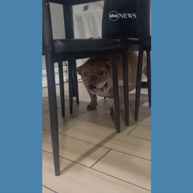 VIDEO: English bulldog named Fendi refuses to drop knife