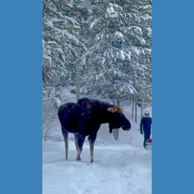 VIDEO: Moose charges at snowmobiler in Idaho