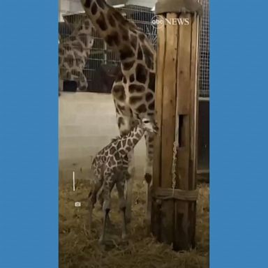 VIDEO: Rare giraffe born at Belgian zoo