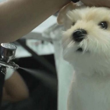 VIDEO: Toy maker creates lifelike pet plushies for grieving owners