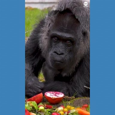 VIDEO: Oldest gorilla in the world celebrates her 66th birthday