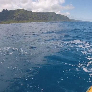 VIDEO: Shark rams kayak off Hawaii coast