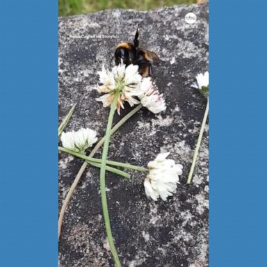 VIDEO: Bee appears to 'wave' at toddler