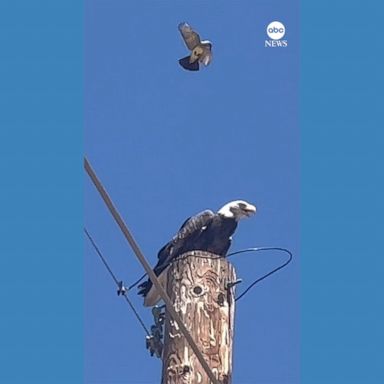 VIDEO: Little bird chases off bald eagle perched too close to nest