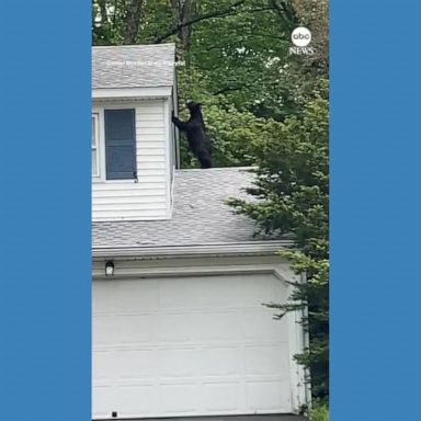 VIDEO: Bear snoops around roof of Connecticut home