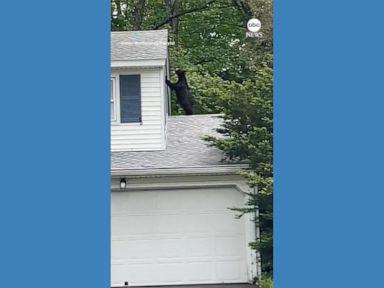 WATCH:  Bear snoops around roof of Connecticut home