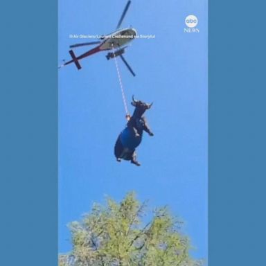 VIDEO: Swiss cow with a broken leg airlifted to safety