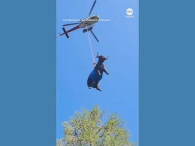 WATCH: Swiss cow with a broken leg airlifted to safety