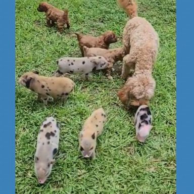 VIDEOS: Piglets and puppies become perfect pals