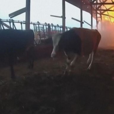 VIDEO: Wisconsin police officer rescues cows from burning barn