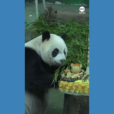 VIDEO: Giant panda celebrates her 10th birthday