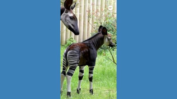 Video Rare okapi calf explores the outdoors at UK zoo - ABC News