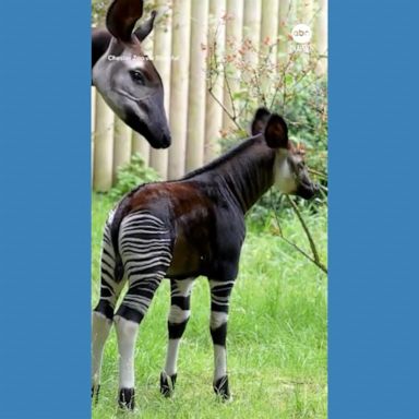 VIDEO: Rare okapi calf explores the outdoors at UK zoo