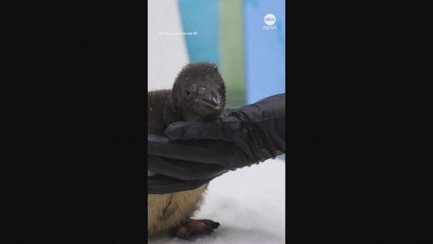 Video Aquarium welcomes first rockhopper penguin chick in 8 years