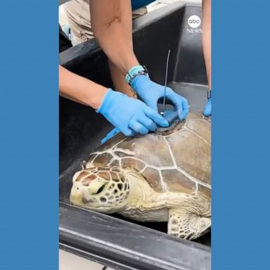 VIDEO: Rehabilitated sea turtle released to join Tour de Turtles