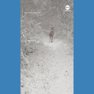 VIDEO: Magical winter scene as Wisconsin man encounters deer out walking 