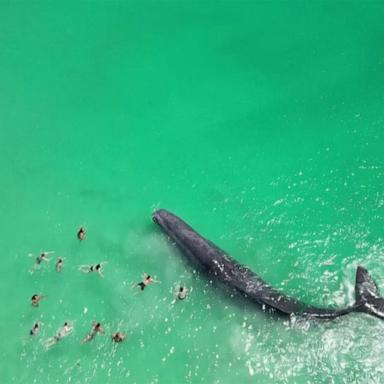 VIDEO: Huge whale gets close to swimmers in Australia