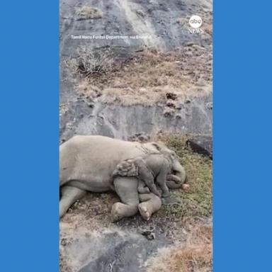 VIDEO: Mother elephant cuddles with calf days after reunion