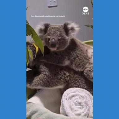 VIDEO: Koalas recovering after being hit by car