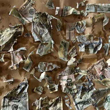 VIDEO: 'The dog ate our cash!'