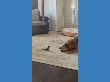 WATCH: Golden retriever and pet parakeet form unlikely friendship