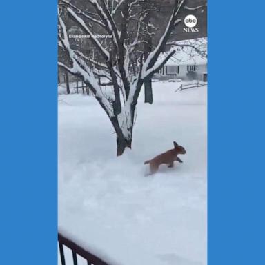 VIDEO: Dog frolics through snow in Lake George