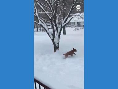 WATCH:  Dog frolics through snow in Lake George