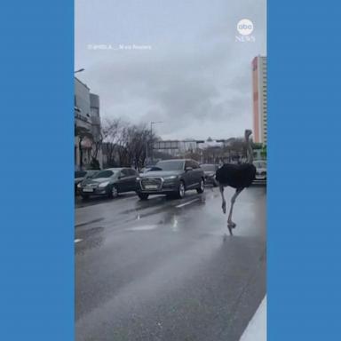 VIDEO: Police chase runaway ostrich in South Korea