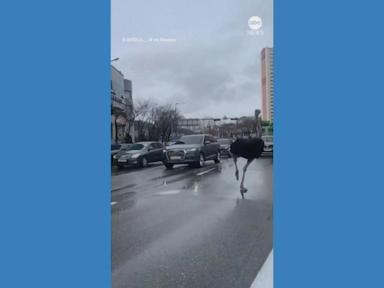 WATCH:  Police chase runaway ostrich in South Korea