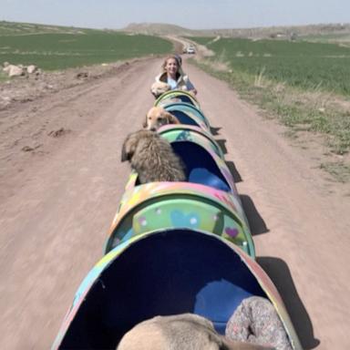 VIDEO: Woman builds custom 'dog train' to take disabled pups on daily rides