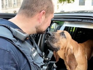 WATCH:  Bo the bloodhound wins 'Hero Dog' award for helping police